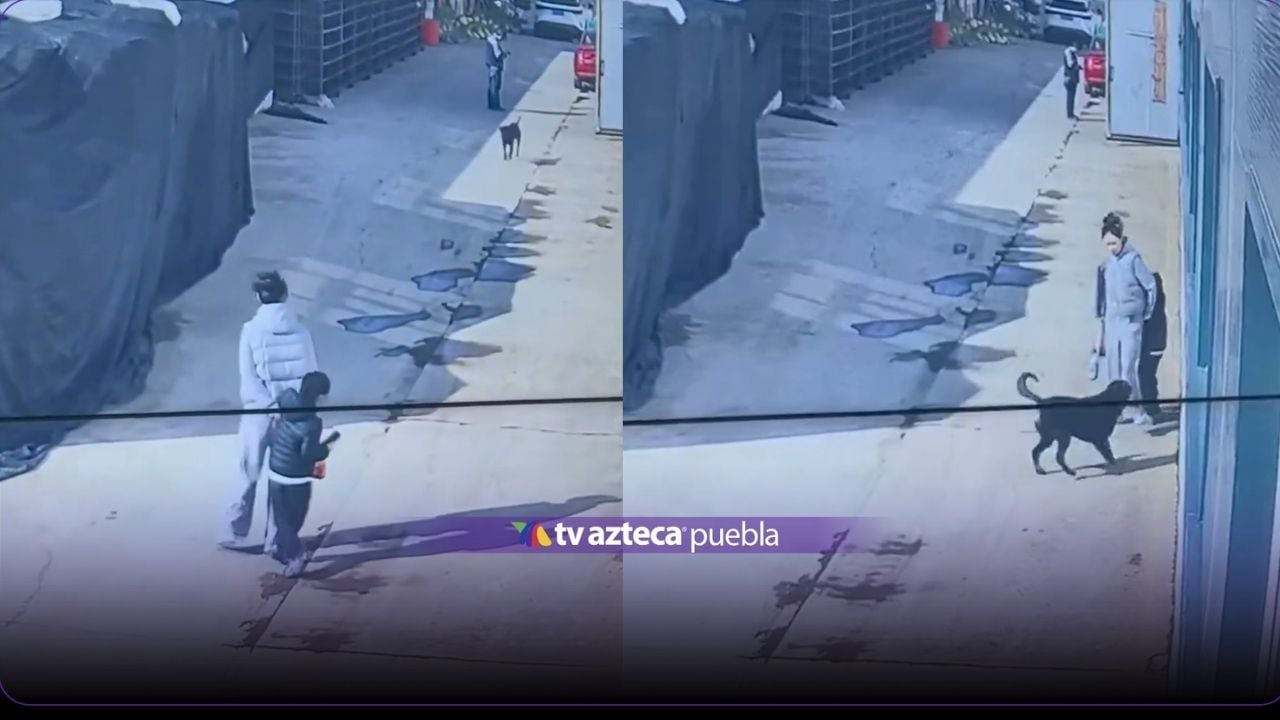 VIDEO: Madre salvó a su hija de ataque de un enorme perro; así la defendió