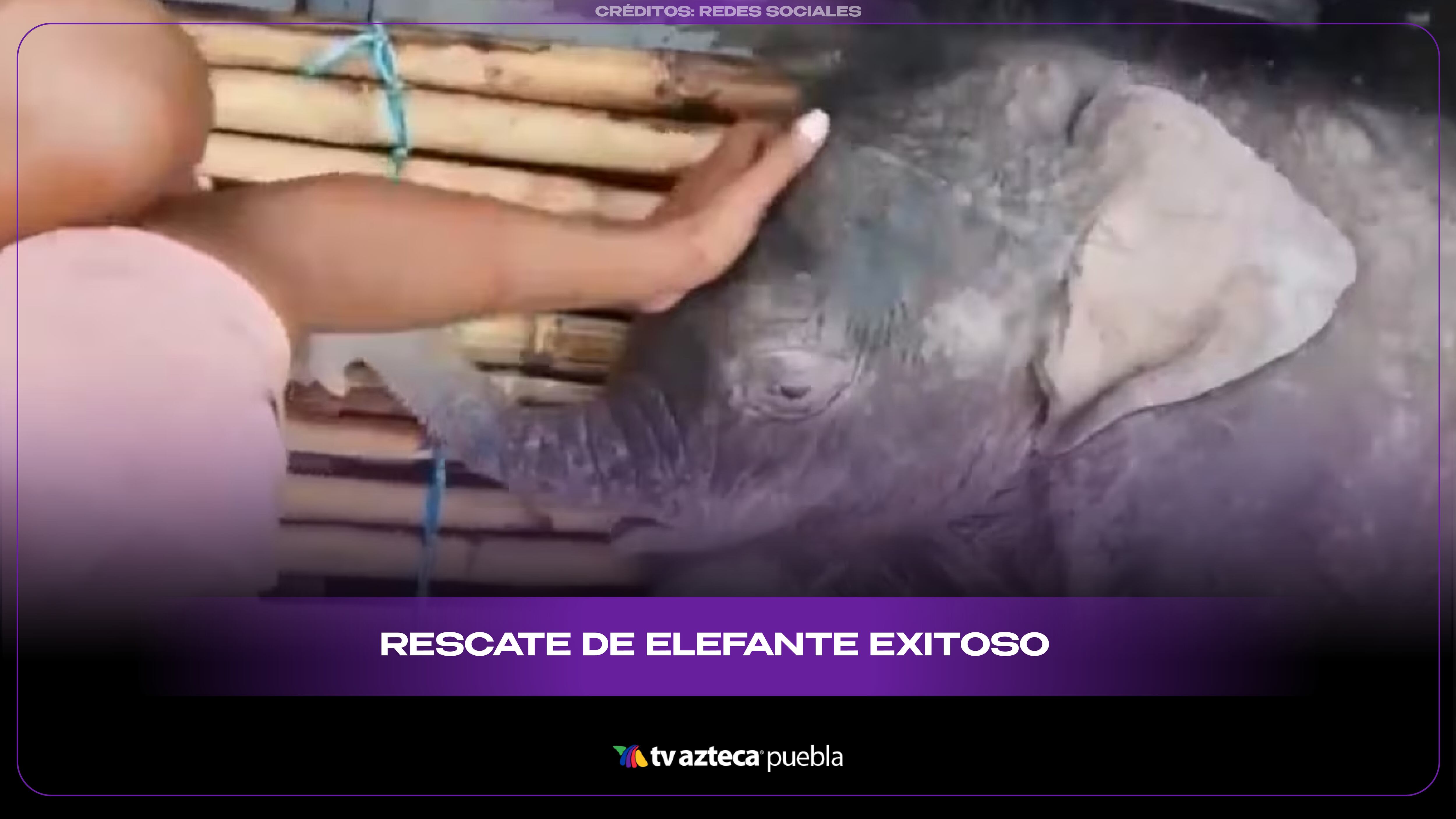 Un conmovedor rescate logra poner a salvo a un pequeño elefante y emociona a las redes