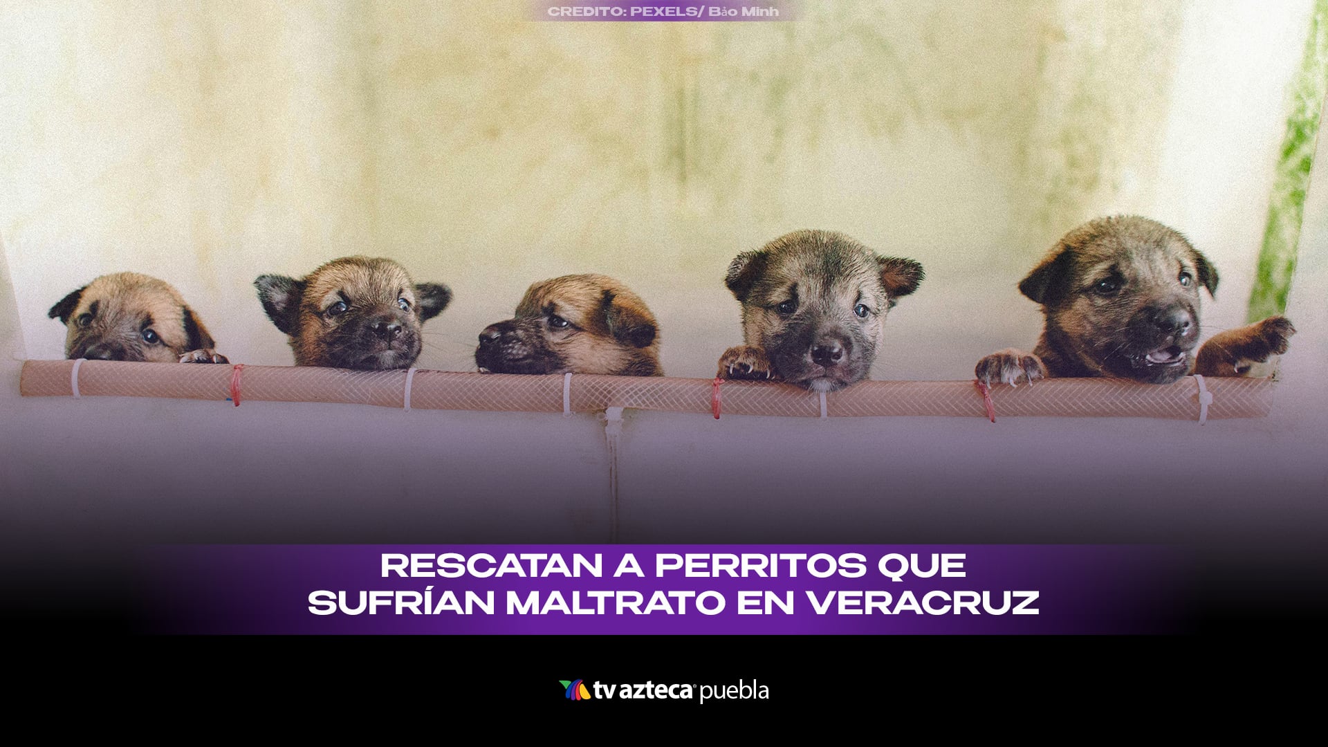 perrritos.png