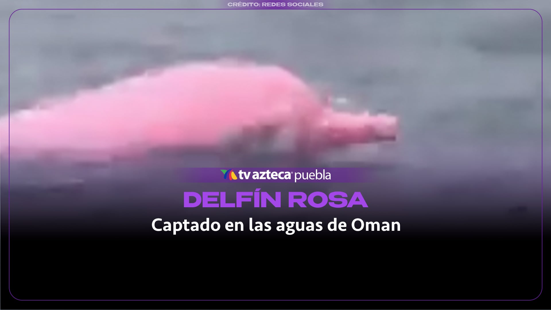 Sorprendente avistamiento de un rarísimo delfín rosado deslumbró a turistas en las costas de Omán